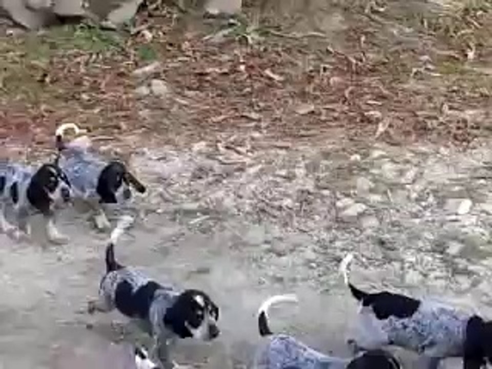 petit bleu de gascogne des gorges de ciara 1 mois et 8 jours