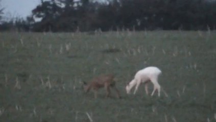 bila srnka a jeji prvni mlade