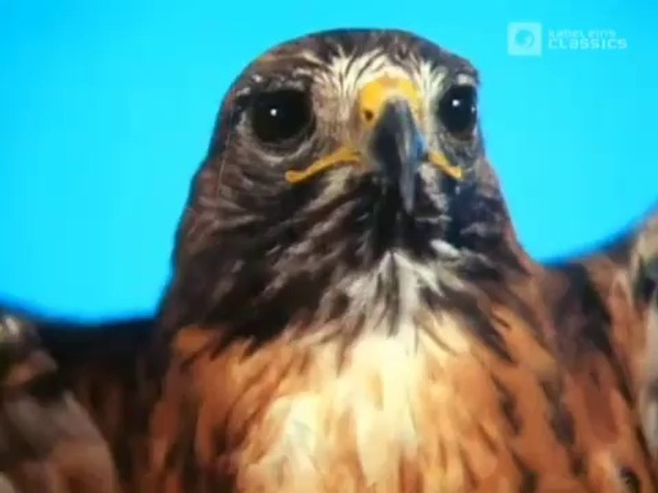 Manimal sequence - hawk transformation