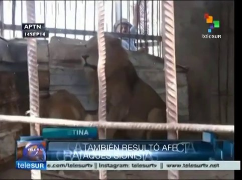 Palestina: fauna de zoológicos también fue alcanzada por fuego israelí
