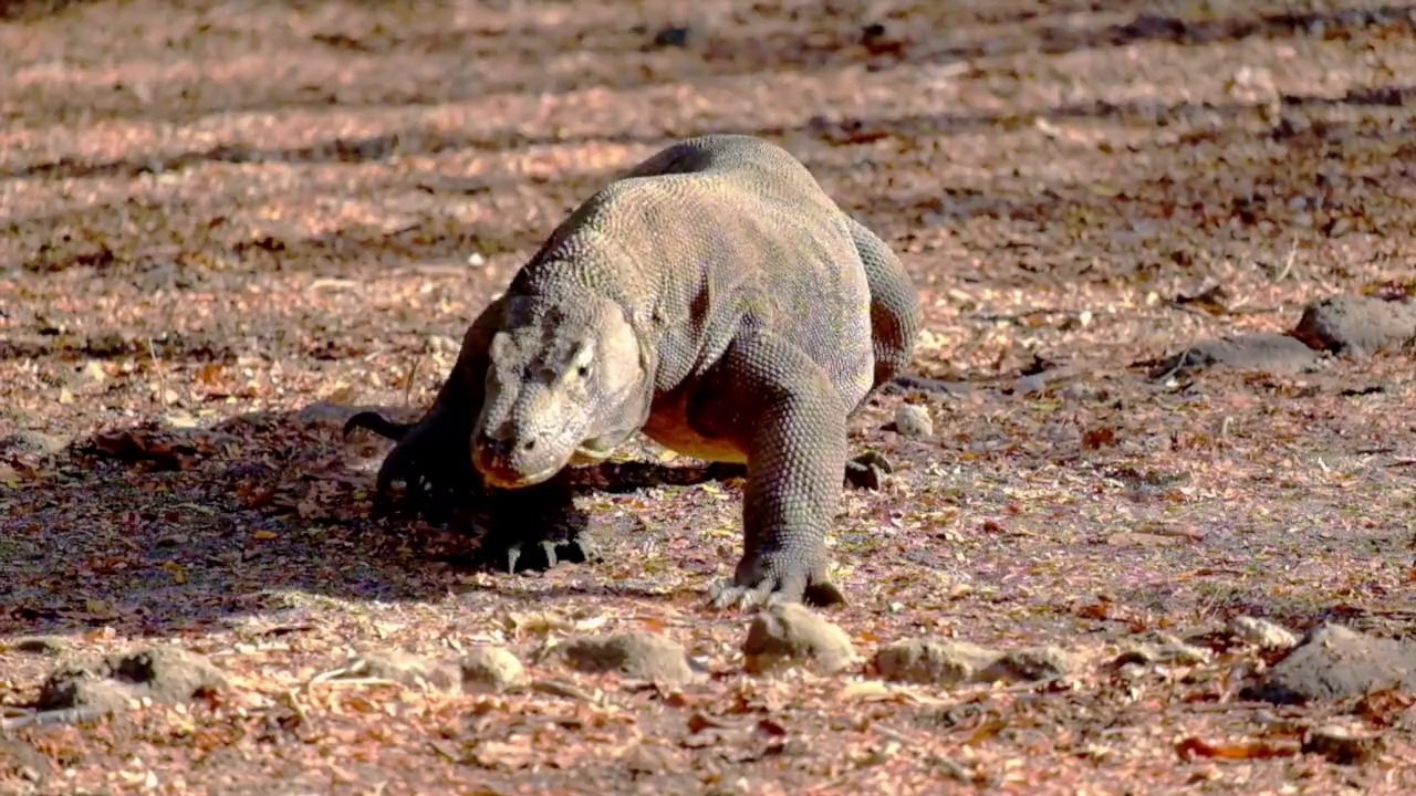 Varan Komodo