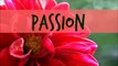 Inspirational Phrases | @CorinaWisdom Quotes - Passion