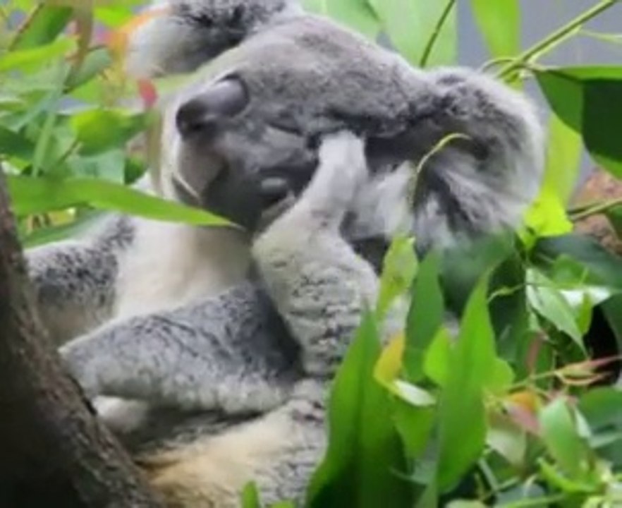 Koala !!