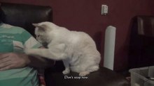My cat , love hugs. Mijn kat wil aangehaald worden,. De hele dag !!! My cat want some hugs