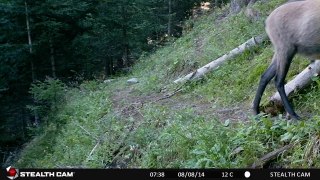 Animaux sauvages des Alpes - Piège vidéo/photographique (Stealth Cam)