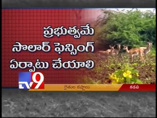 Deers trouble Cuddapah farmers