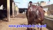 Cows for Qurbani in Bhains Colony JNN MAndi