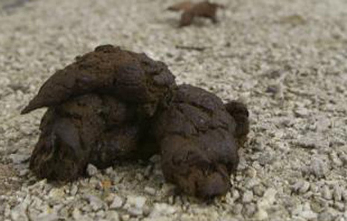 Voilà ce qui peut vous arriver si vous ne ramassez pas les crottes de votre chien....