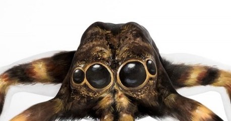 Ceci ressemble à une araignée mais ce n'en est pas une...