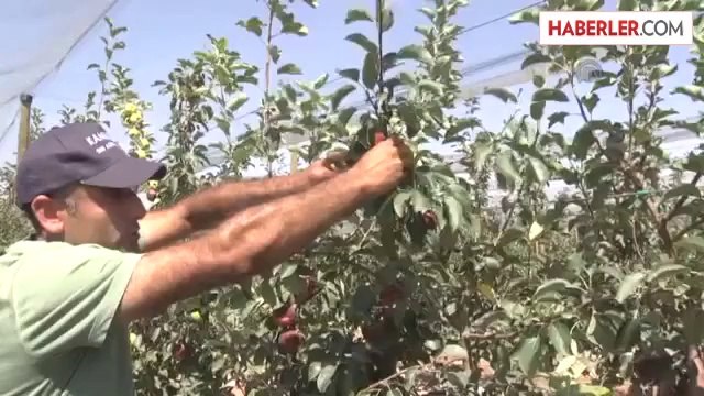 Bu elma bahçesi 700 futbol sahası büyüklüğünde -