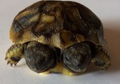 Two-Headed Tortoise Born in Denmark