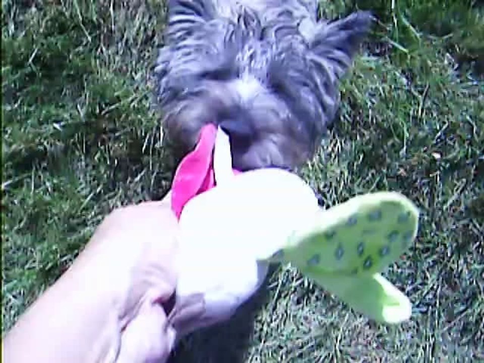 toujours Jaudy au jardin en Dordogne