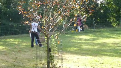 Championnat régional d'obéissance. Haribo classe 1