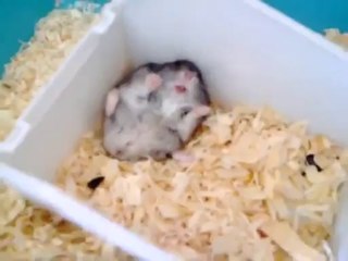 Funny Animals & Kids videos & cartoon(1)