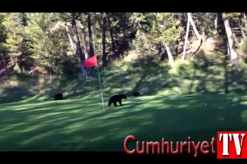 Golf sahasında davetsiz misafir