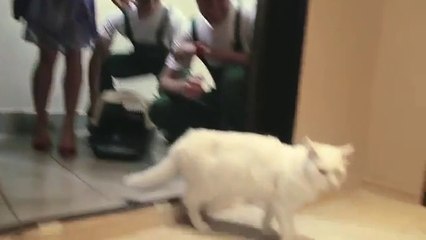 Un chat prêté pour les pendaisons de crémaillère