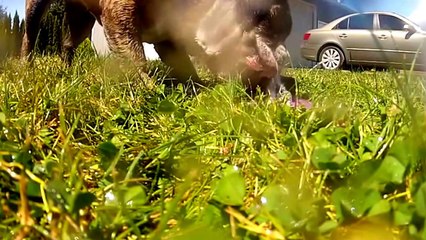 Funny Videos of Animals - Funny Animal Video Clips Fail Compilation 2014.