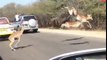 Animals Attack Human,Cheetah Attack Chases Impala Antelope Into TouristWhat Happen.