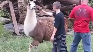 Animals Attack Human,Llama Attack Human-What Happen.