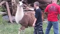 Animals Attack Human,Llama Attack Human-What Happen.