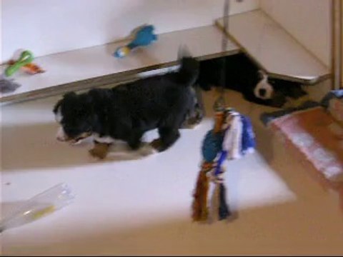 15 sept jeu de bagarre entre Jäger et Jeudi