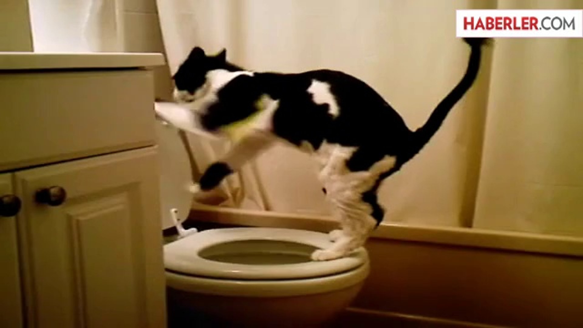 Tuvaletini Klozete Yapan Akıllı Kedi - Dailymotion Video