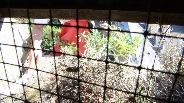 Travaux acrobatiques sur le clocher de Ligugé (86)