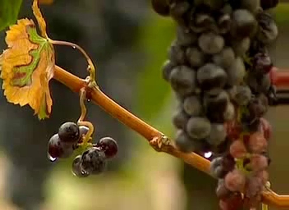 USBWine