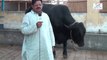 Big bull calf for Qurbani in Bhains Colony Karachi 2014 JNN MAndi