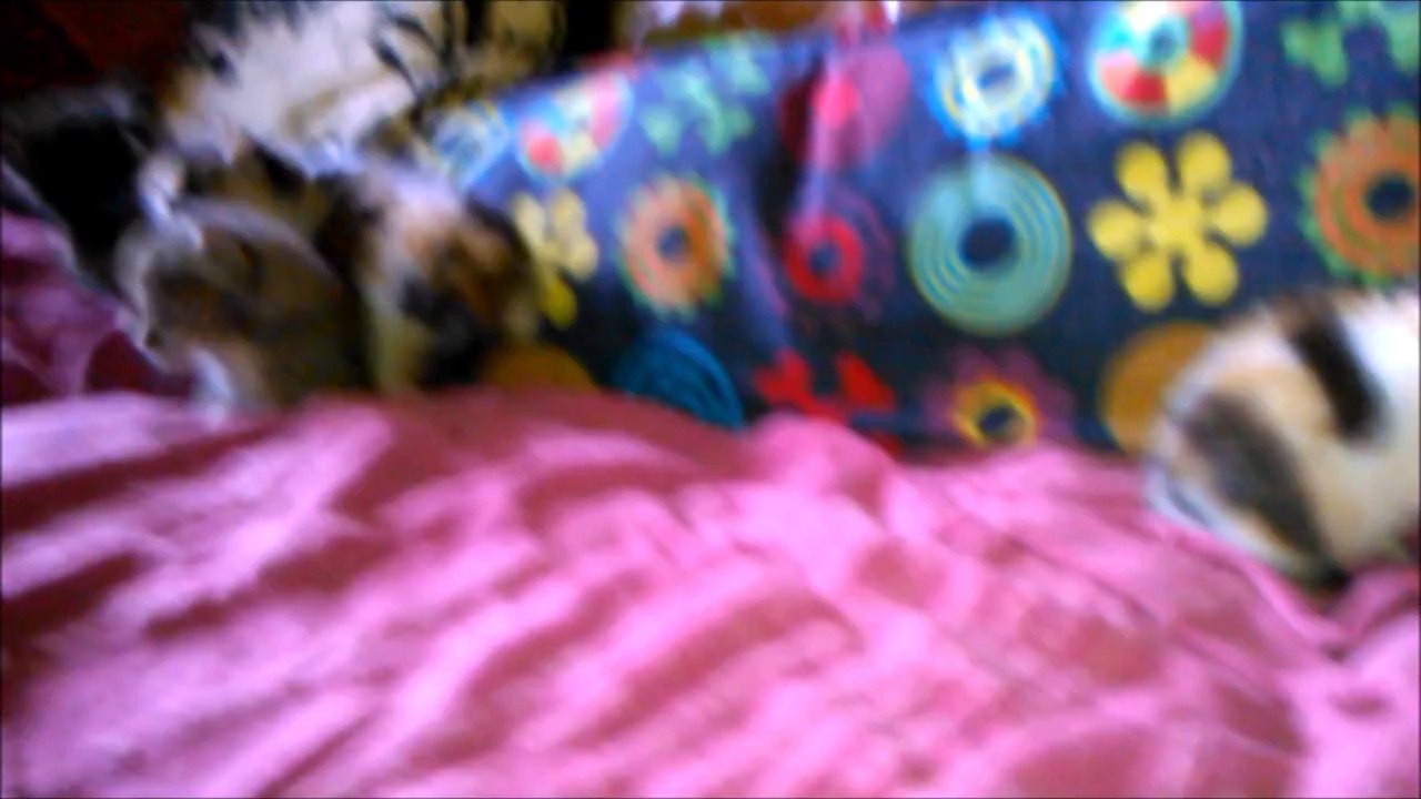 Une louve adopte des chatons