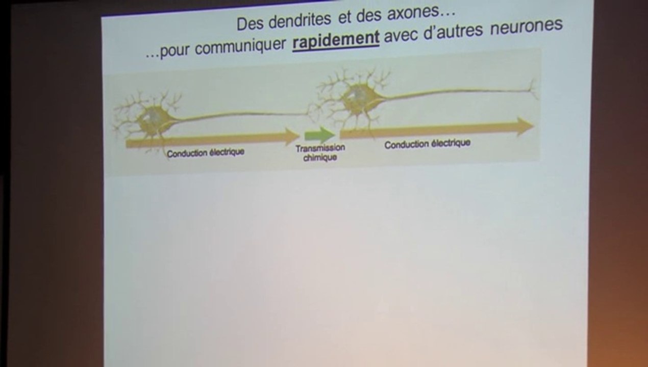 Bruno Dubuc 2