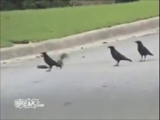 سنجاب يدافع عن صديقه الميت