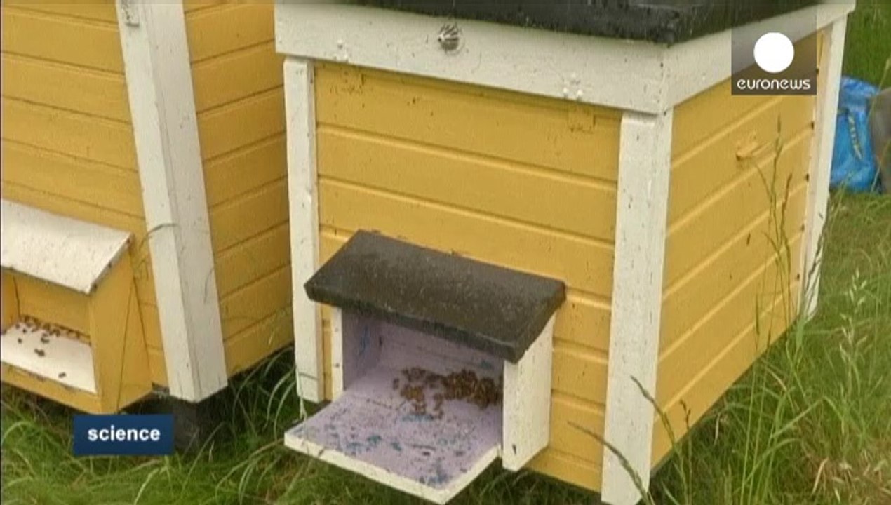 Bee's honey could replace antibiotics