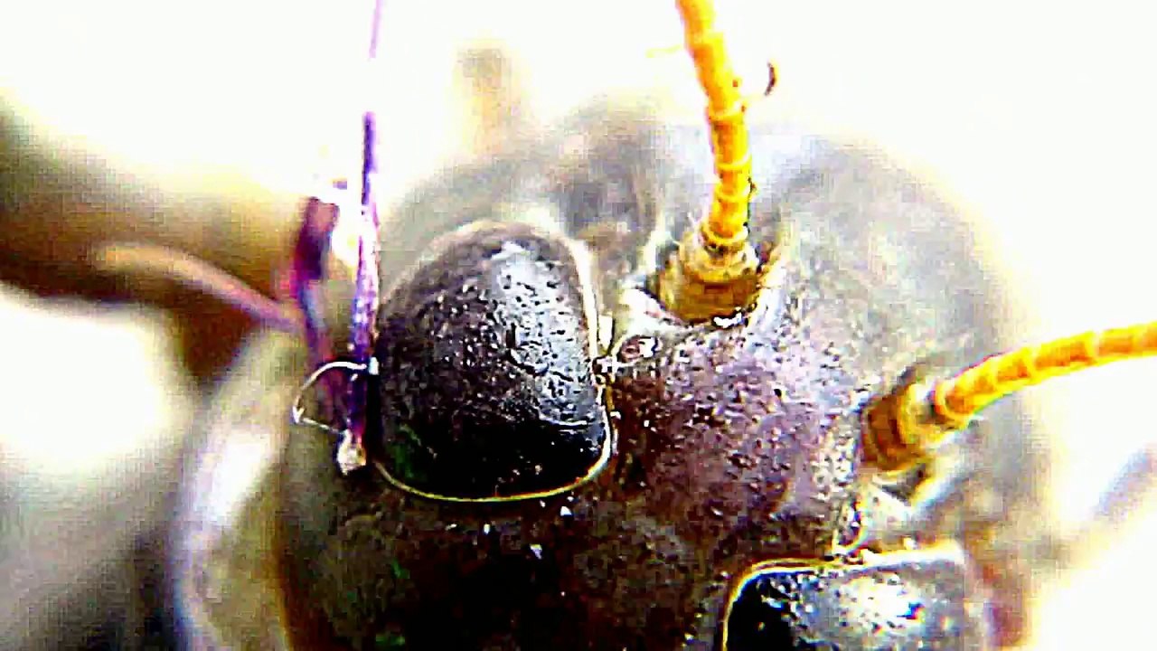 MONSTER BUG WARS.LOCUST IN  MY BACKYARD