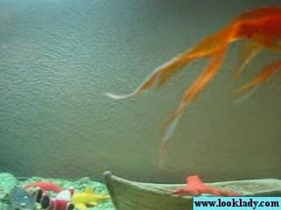 poisson rouge