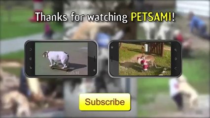 Incredible Skateboarding Bulldog!