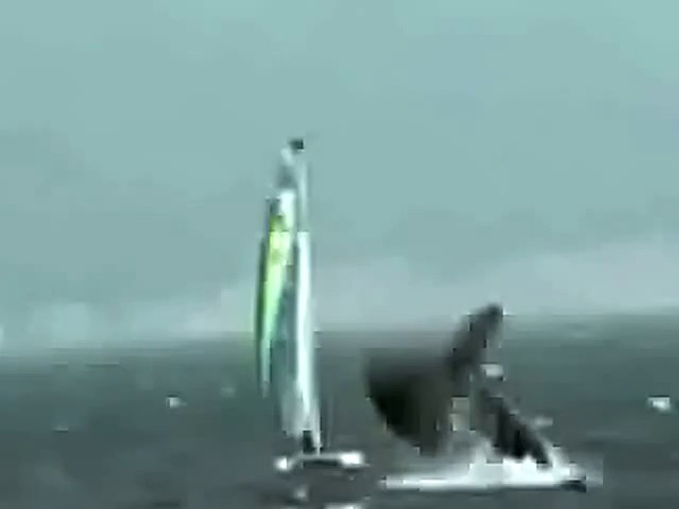 Classic WTF ! Whale Try To jump On Boat - Fails World