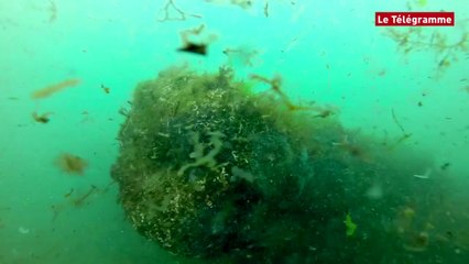 Pointe de la Torche (29). Une épave de corvette particulièrement bien concervée