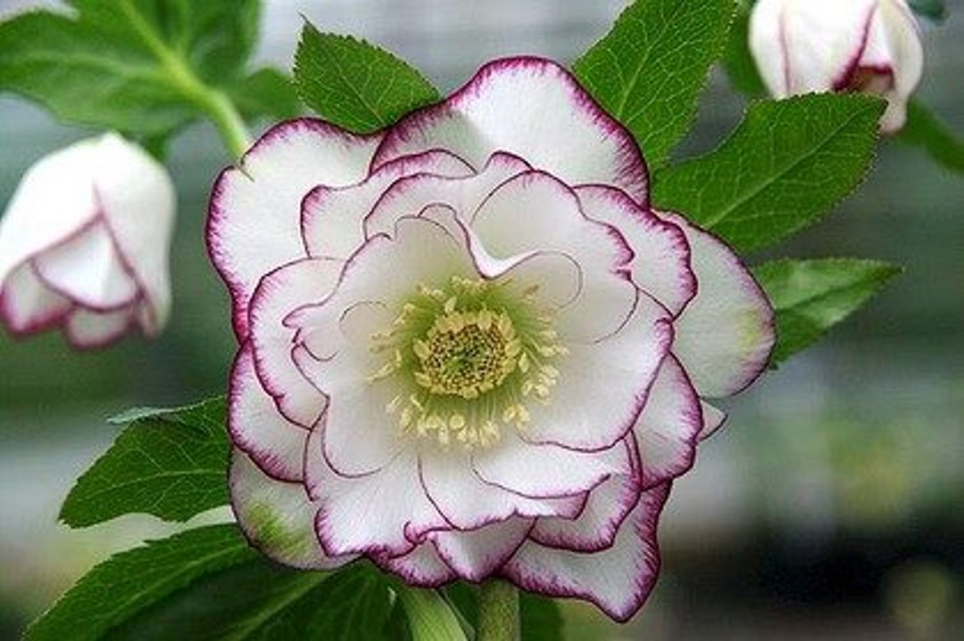 World's Countries National Flowers