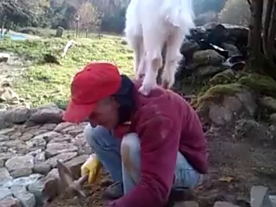 Oglak (Goat)