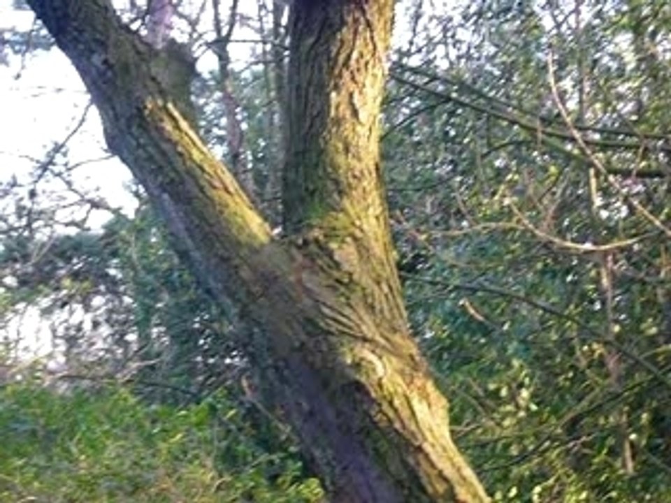 Photo 071