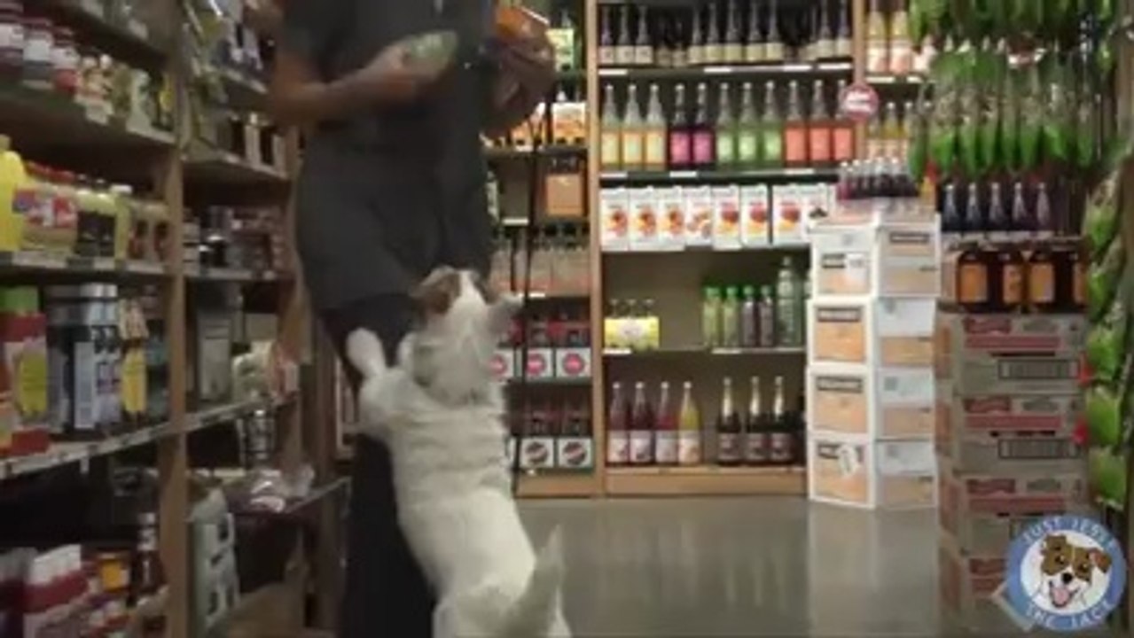 eğitimli-köpek-böyle-olur