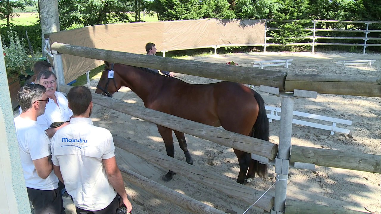Cas d'Ecole du Luy ( Salam du Roc*Thunder du Blin); vice champion de France des mâles de 2 ans, Etalon PFS