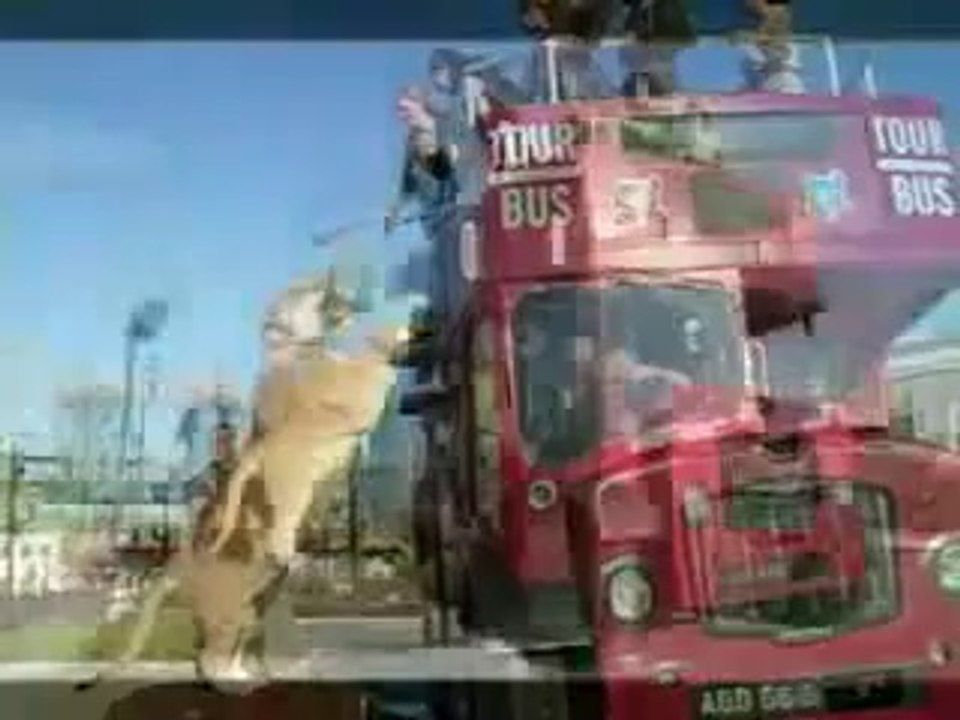 Funny videos, animals, funny animals, lion, funny lions, amazing videos