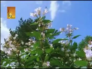 Masihi Geet: Celebrating Christian Songs 🎶