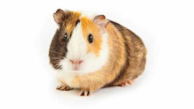 Pizza Hut Apologizes for Offering Free Animals with Pizza Promotion