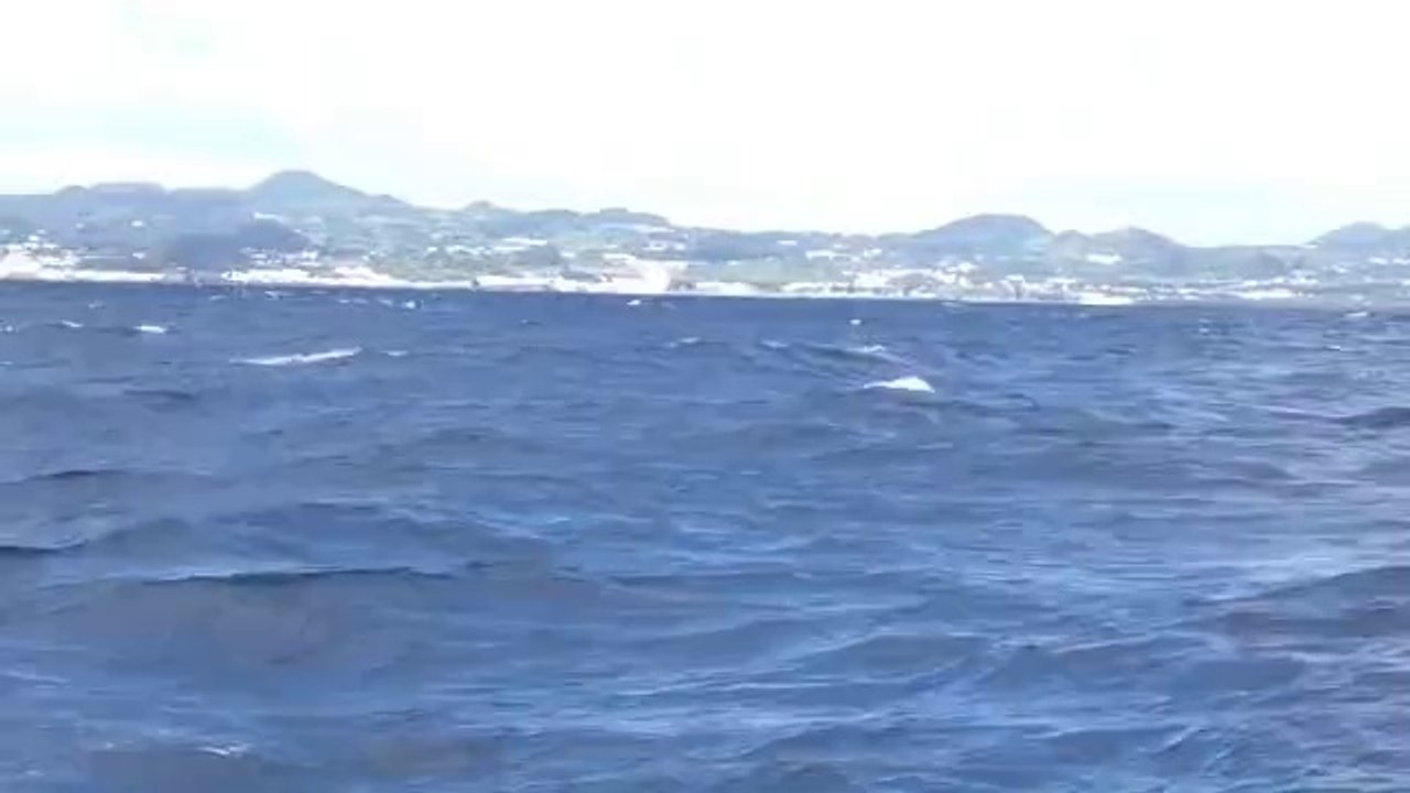 Dolphins_Azores