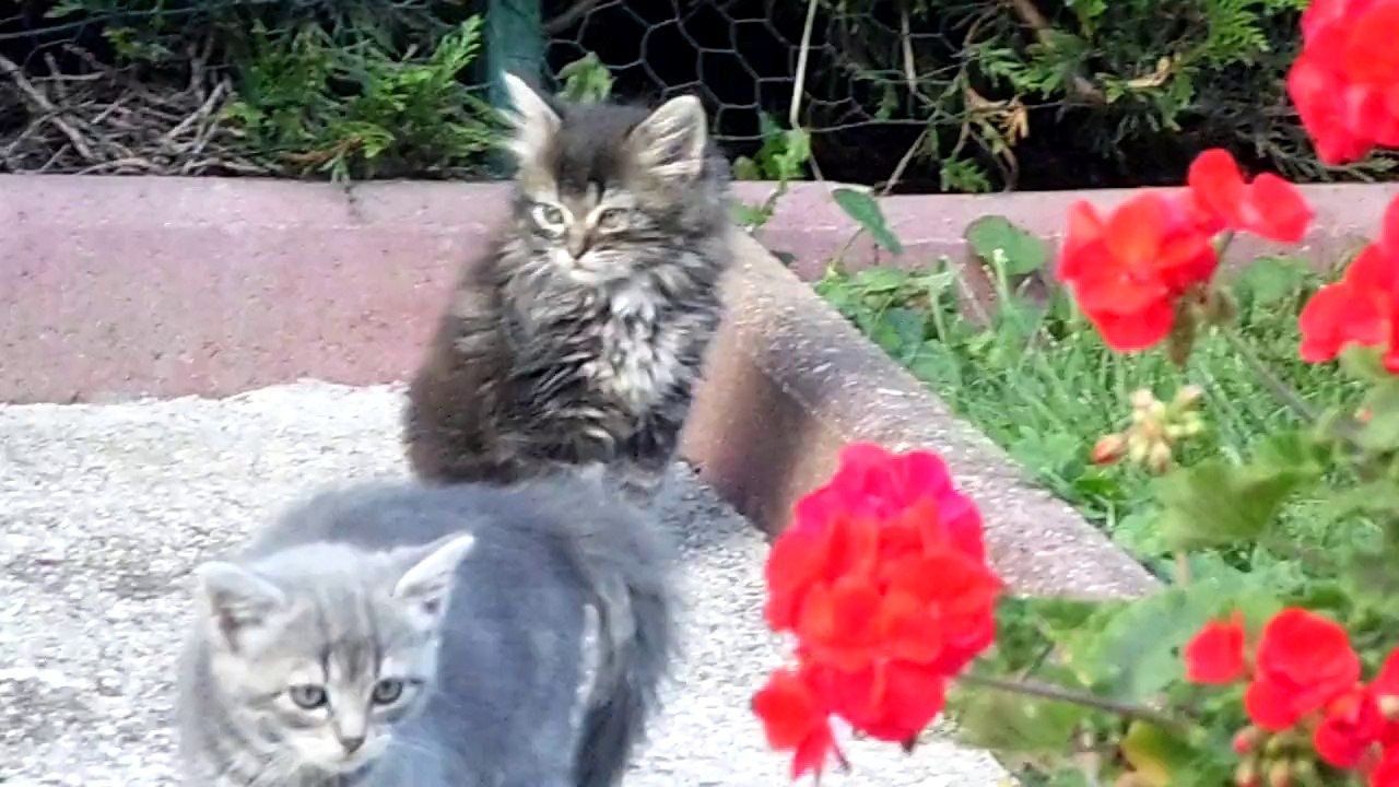 les chatons  s'amusent