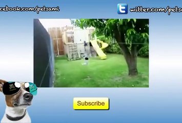 En Komik Köpek Videoları Derlemesi