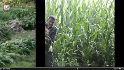 Varese - Marijuana nei campi di grano (17.09.14)